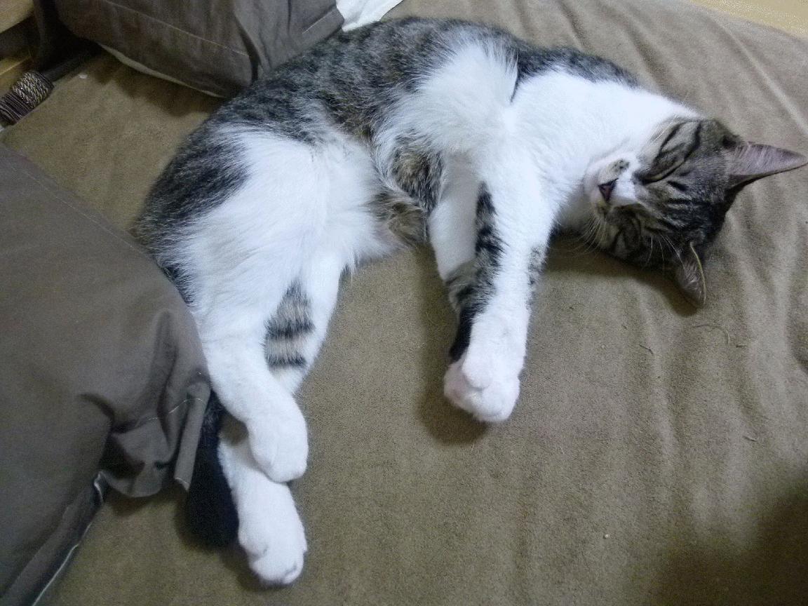 开云体育在线登入-CBA球队管理更加规范 球员职业素养提升，cba球队训练