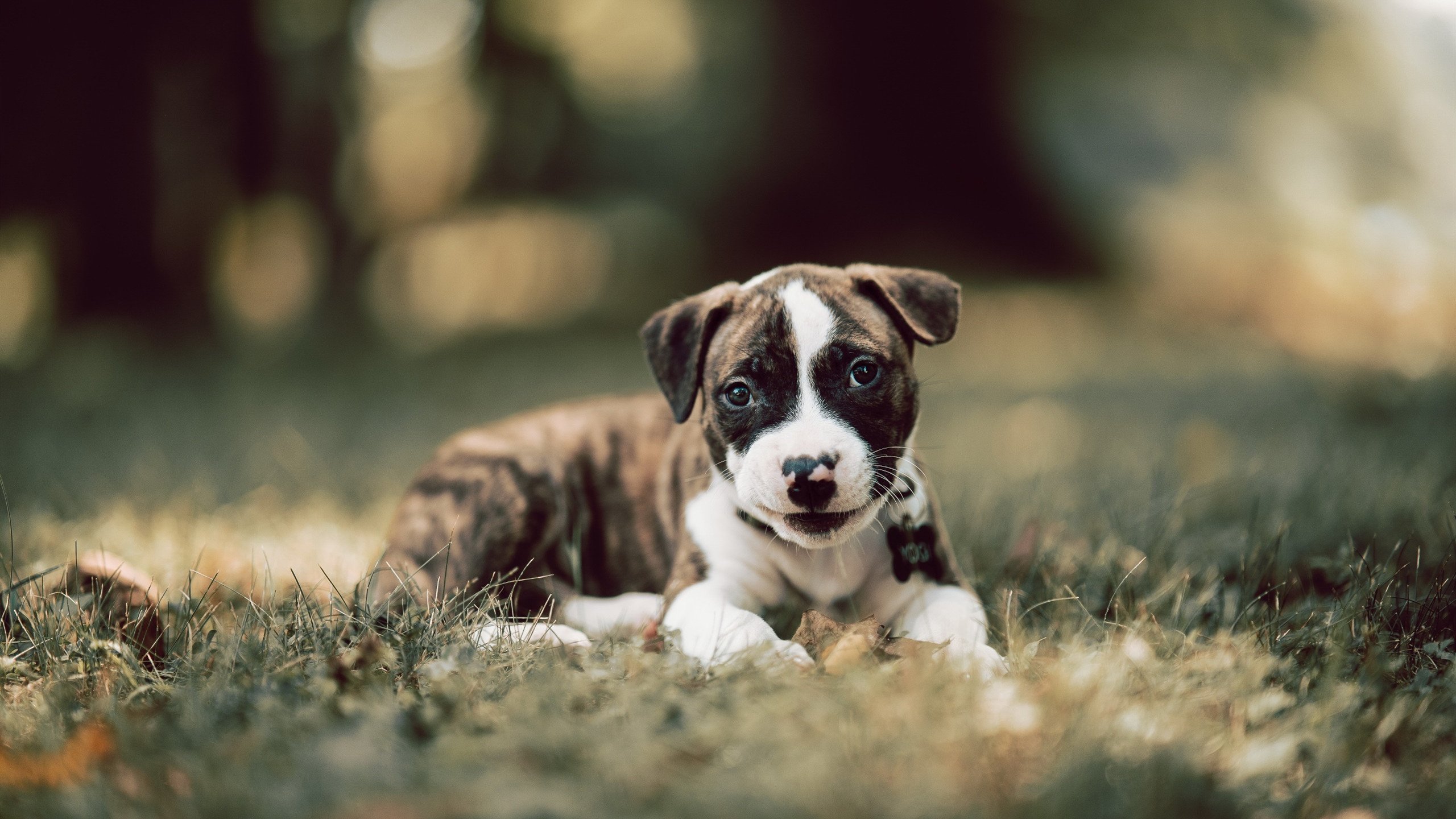 开云官方网-新月进军欧陆级别转会市场,欧月新星