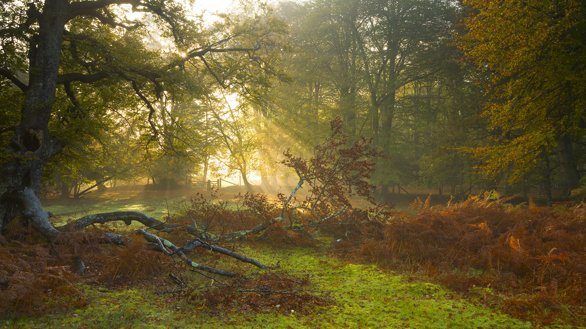 开云体育官网登入-“亚戈·卡尔曼的突破性表现，助阿根廷美洲狮队重回顶级行列”