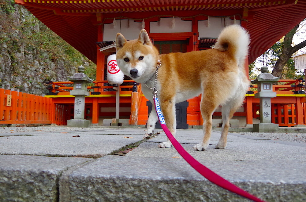 开云体育平台-可持续发展理念融入橄榄球赛事，可持续发展 理念