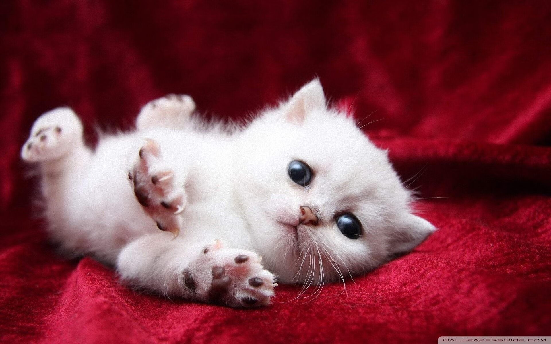 开云官方网-中国足球职业联赛推动全新视觉品牌形象升级，中国足球职业俱乐部